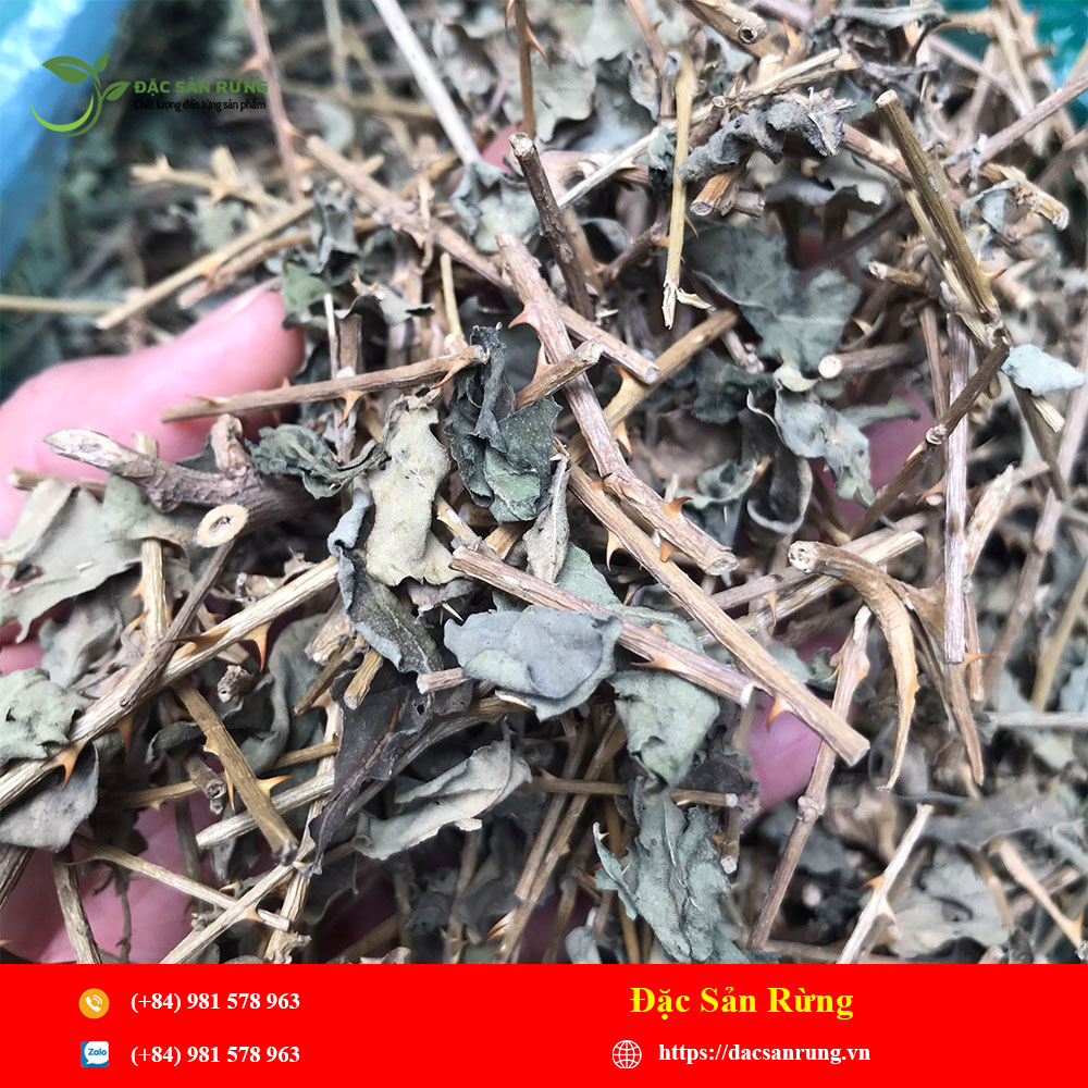 Chuyen cung cap nhung loai thao duoc gia tot nhat