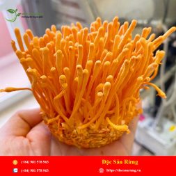 Chuyen cung cap nhung loai thao duoc gia tot nhat