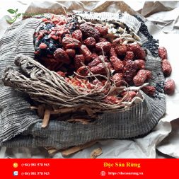 Chuyen cung cap nhung loai thao duoc gia tot nhat