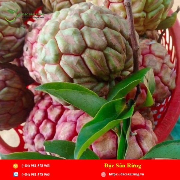 Quả Na Rừng Tây Bắc – Đặc Sản Rừng – Thảo Dược Tây Bắc Chính Hiệu