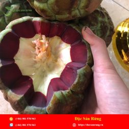 Chuyen cung cap nhung loai thao duoc gia tot nhat