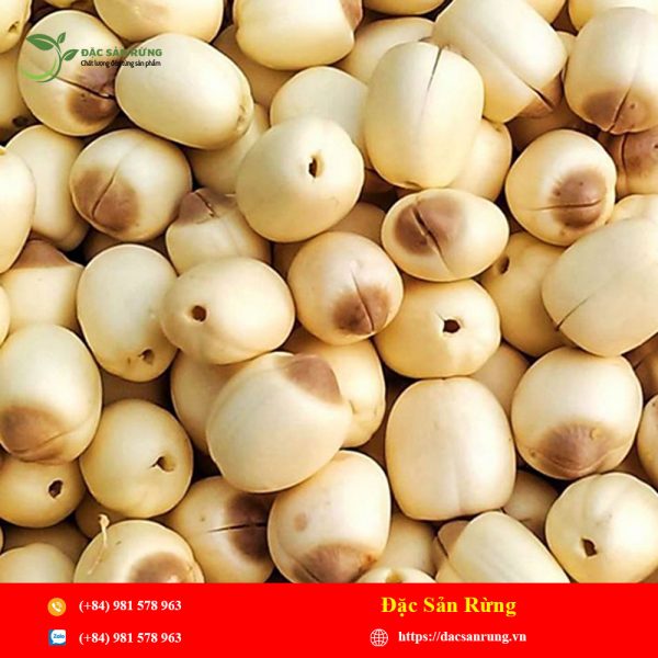 Hat Sen Rung Hạt Sen – Đặc Sản Rừng – Thảo Dược Tây Bắc Chính Hiệu