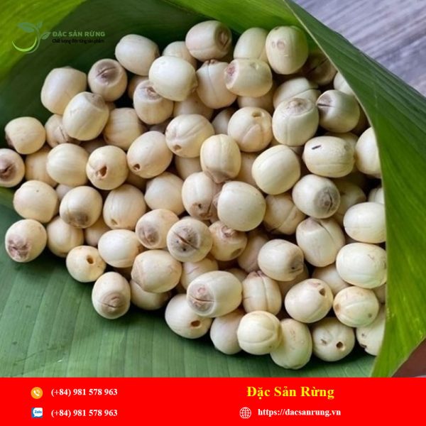 Hat Sen Rung Hạt Sen – Đặc Sản Rừng – Thảo Dược Tây Bắc Chính Hiệu
