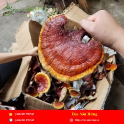 Chuyen cung cap nhung loai thao duoc gia tot nhat