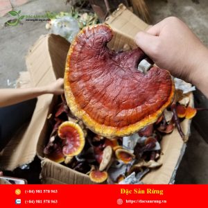 Nấm Lim Xanh