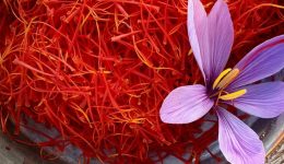 Chuyen cung cap nhung loai thao duoc gia tot nhat