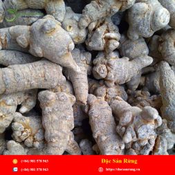 Chuyen cung cap nhung loai thao duoc gia tot nhat